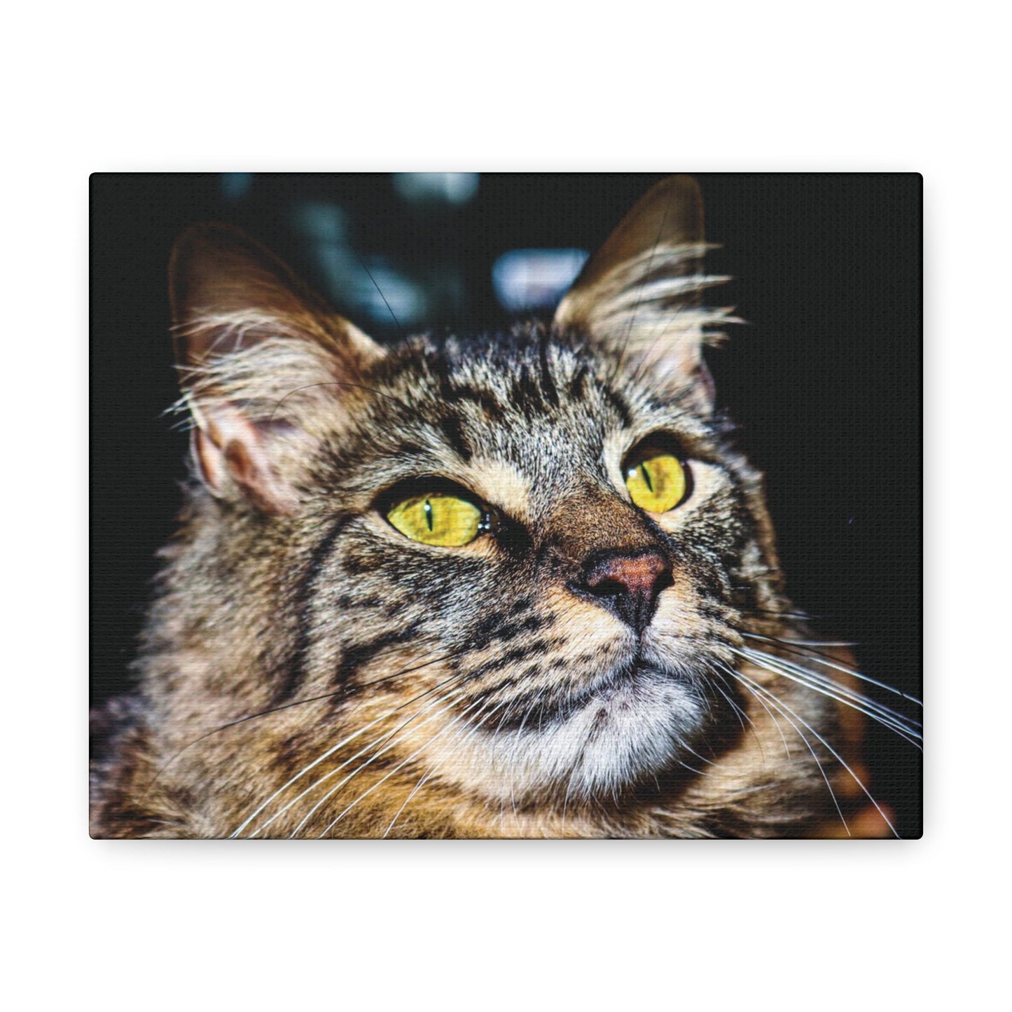 Manecoon Wall Canvas, Cat Portrait Photography, Manecoon Home Decor, Animal Canvas Print, Cat Art, Pet Wall Photo, Cats, Cat Cotton Canvas