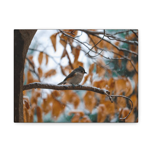 Birds, Cute Bird Pictures, Bird Lover Gift, Little Bird Photos, Nature Canvas, Nature Wall Art, Wildlife Photography, Nature Home Decor