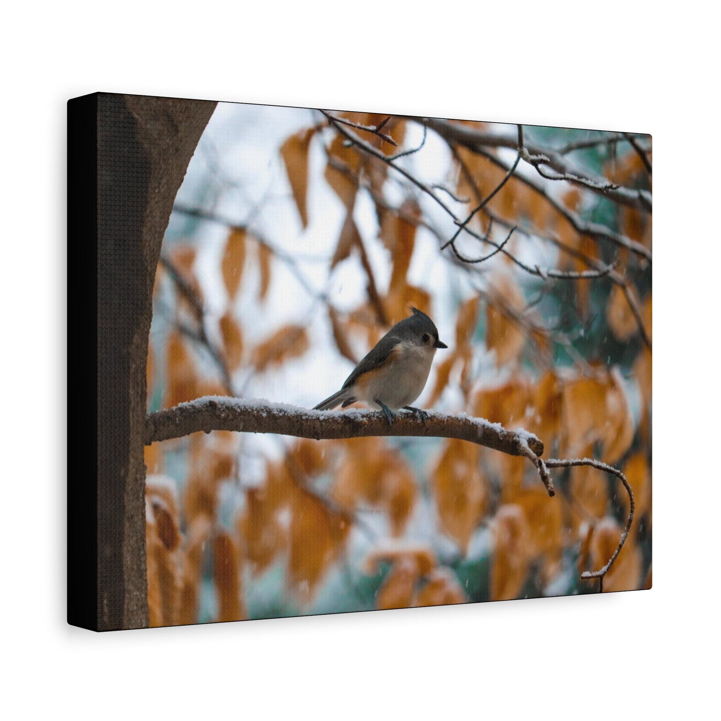 Birds, Cute Bird Pictures, Bird Lover Gift, Little Bird Photos, Nature Canvas, Nature Wall Art, Wildlife Photography, Nature Home Decor