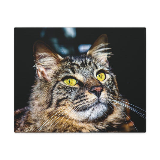 Manecoon Wall Canvas, Cat Portrait Photography, Manecoon Home Decor, Animal Canvas Print, Cat Art, Pet Wall Photo, Cats, Cat Cotton Canvas