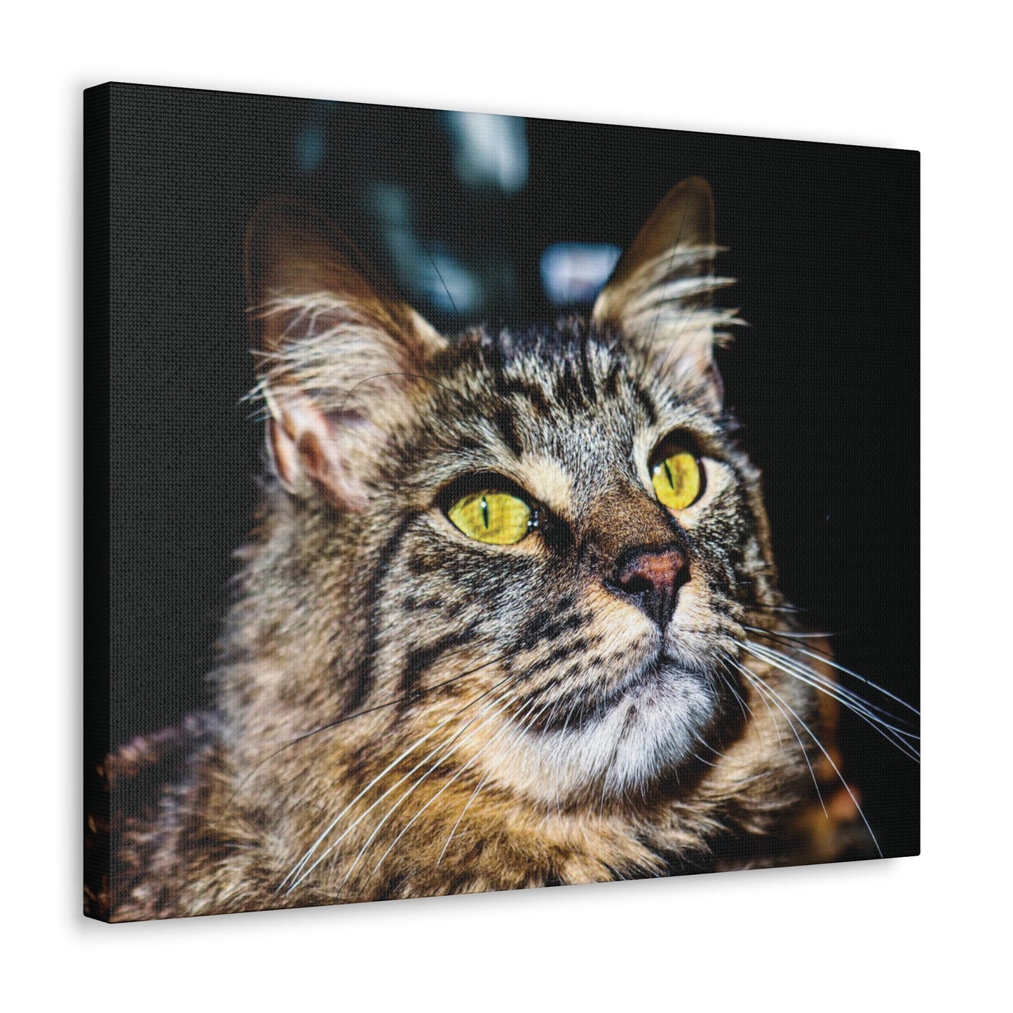 Manecoon Wall Canvas, Cat Portrait Photography, Manecoon Home Decor, Animal Canvas Print, Cat Art, Pet Wall Photo, Cats, Cat Cotton Canvas